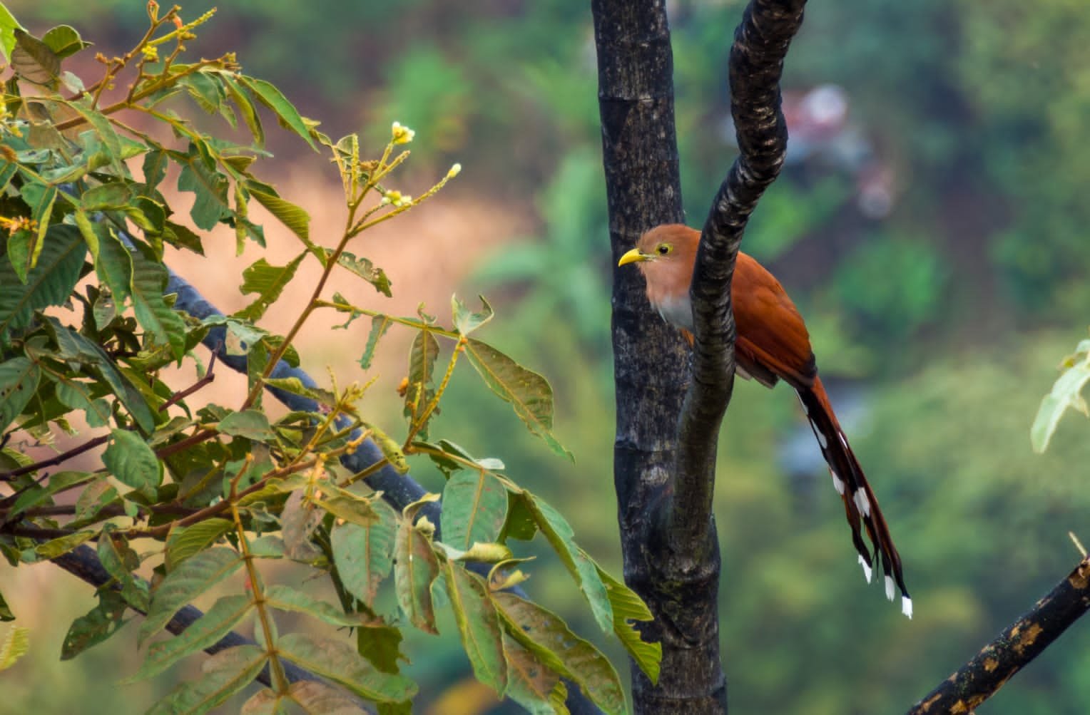 Avistamiento de aves Mirador El Gualanday